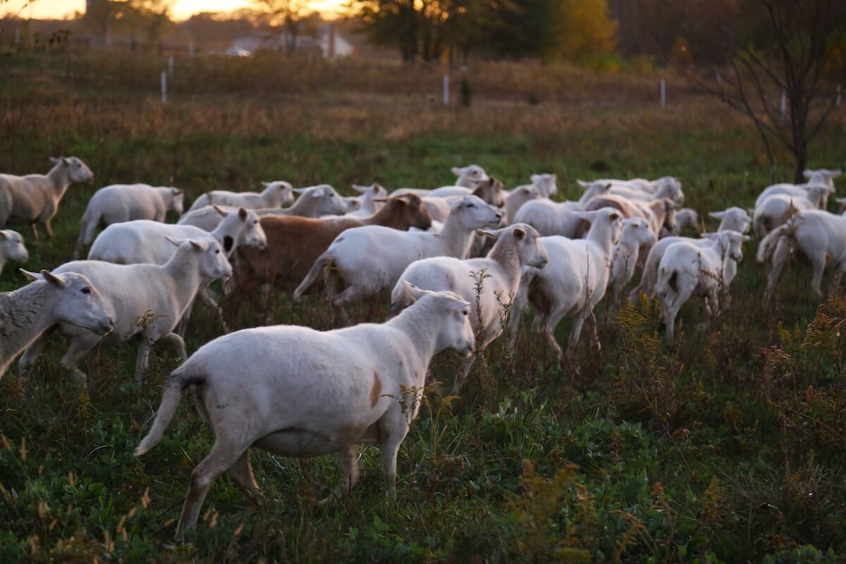 A herd of Sunovis Ranch solar grazing sheep in a field at sunset